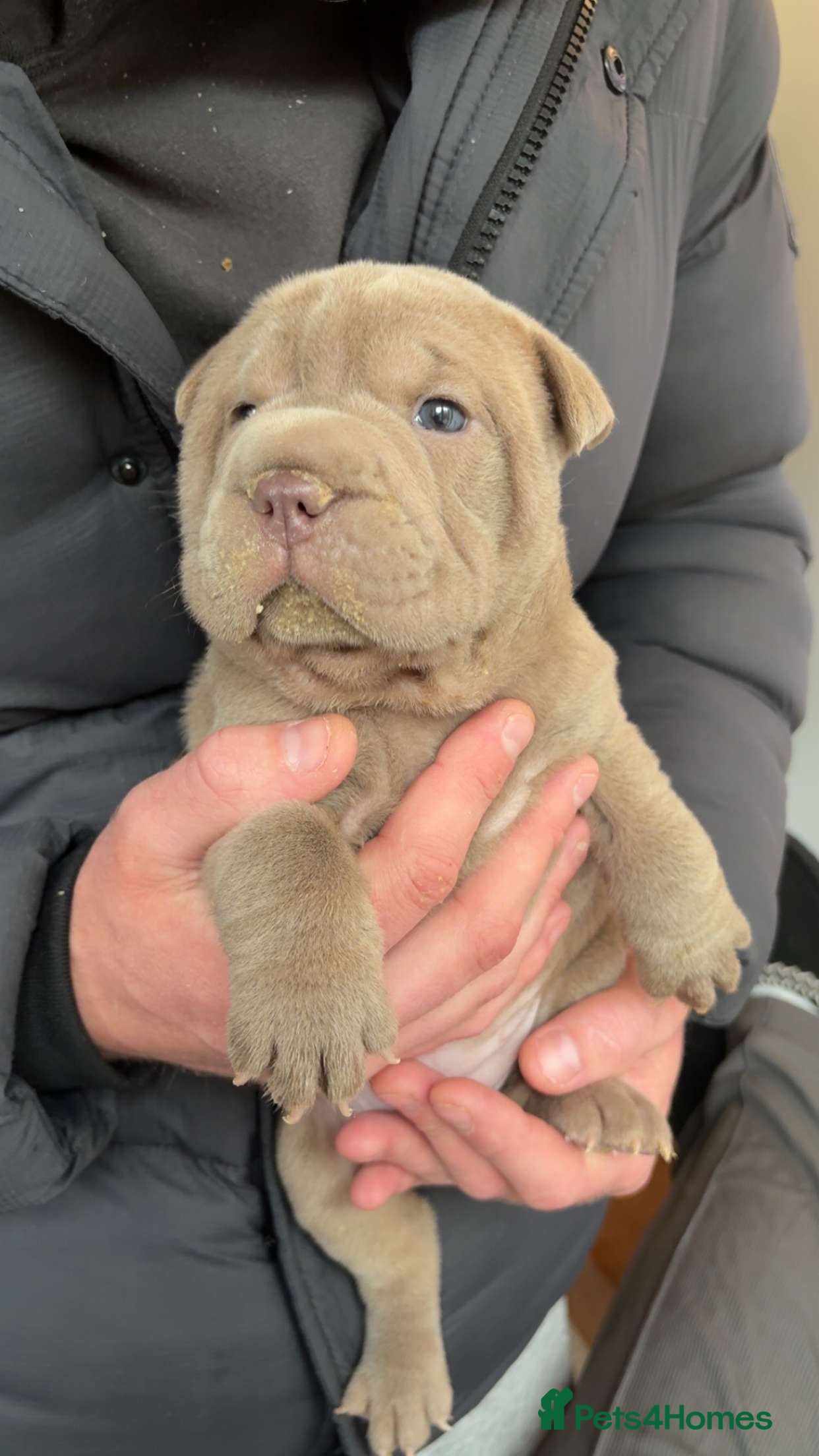 Mixed Breed dogs Bull-pei pups 🐶  - Advert 6
