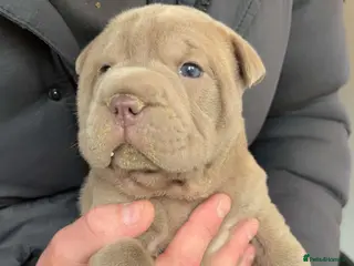 Mixed Breed dogs Bull-pei pups 🐶 - Advert 4