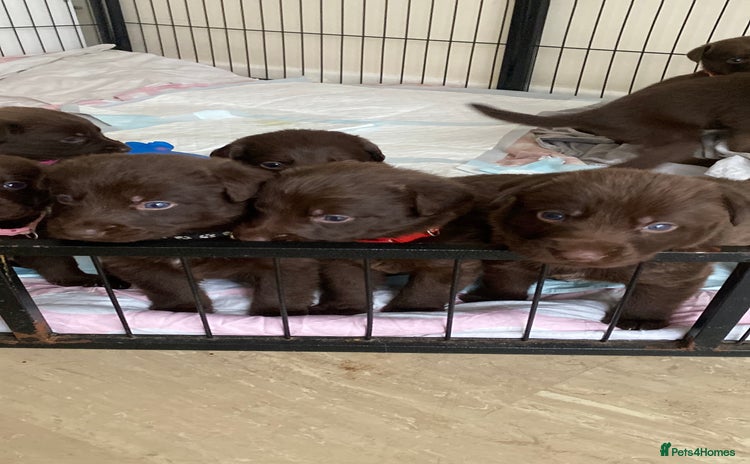 Mixed Breed dogs Beautiful Family-Raised Sheprador Puppies - Advert 3