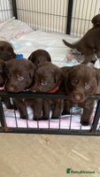 Mixed Breed dogs Beautiful Family-Raised Sheprador Puppies - Advert 15