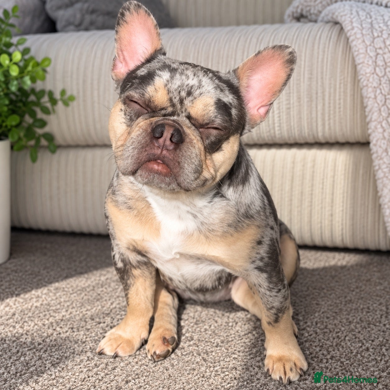 French Bulldog dogs French Bulldog Floodle/Fluffy/Pink - Advert 1