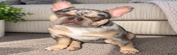 French Bulldog dogs for sale: French Bulldog Floodle/Fluffy/Pink - Advert 1