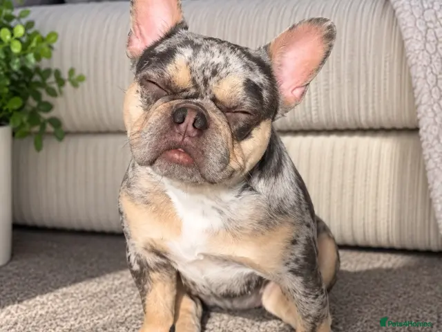 French Bulldog dogs for sale: French Bulldog Floodle/Fluffy/Pink - Advert 1
