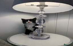 British Shorthair cats for sale: Ready now British short haired & bengal kittens x4 - Image 6