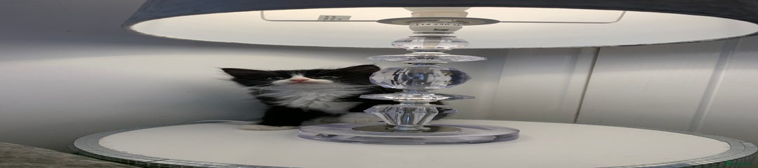 British Shorthair Kitten 1 sylvester