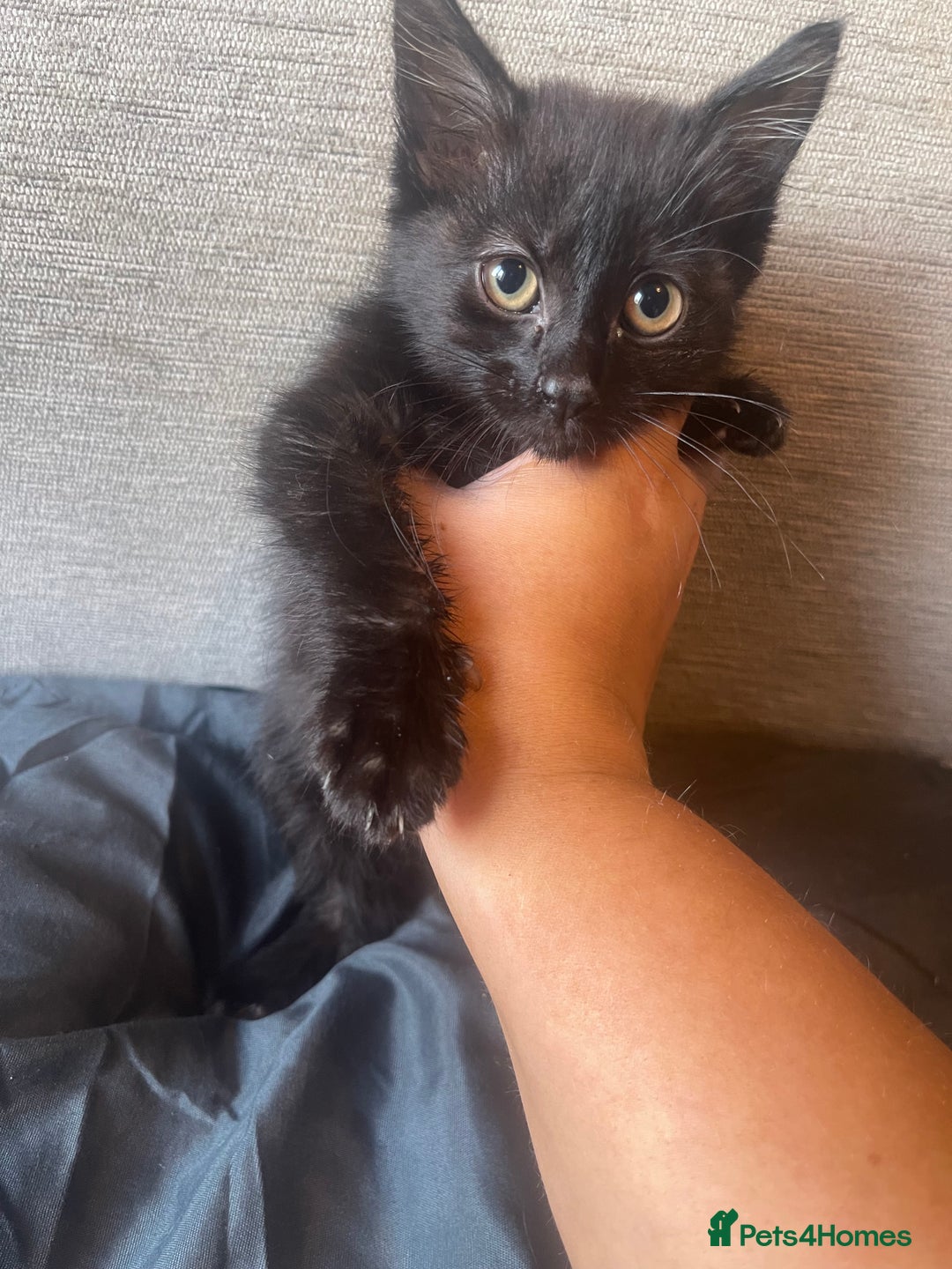 Mixed Breed cats for sale: 2 kittens ready for new home 🏡  - Image 2