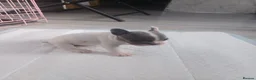 French Bulldog dogs for sale: Frenchis  - Advert 6