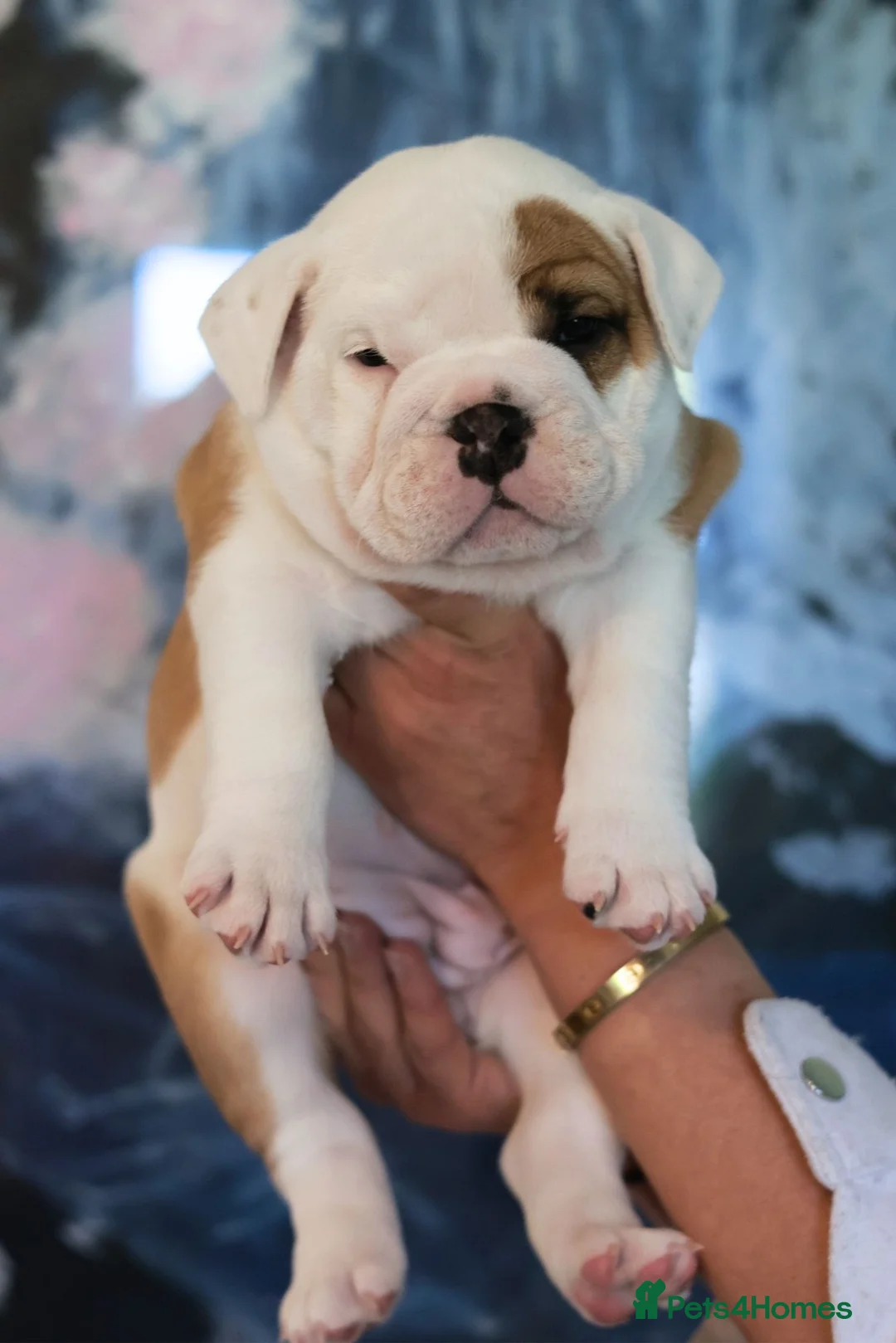 English Bulldog dogs for sale: Beautiful female English Bulldog  - Advert 8