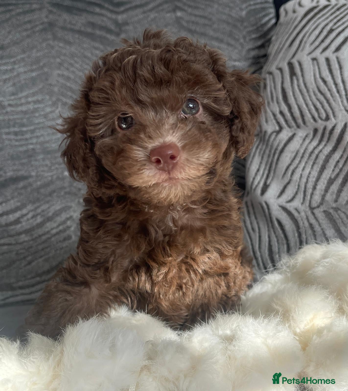 Cockapoo dogs 8 Week old Rare mini Cockapoo's READY NOW  - Advert 1