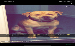 Mixed Breed dogs for sale: ****** (HOME VISIT REQUIRED)!!!! - Image 4