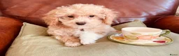 Maltipoo dogs for sale: TOY MALTIPOO GIRL AVAILABLE - Advert 4