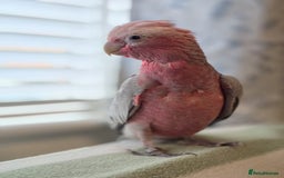 Parrots birds for sale: BuBu The Galah with full set up 1500 ono - Image 9