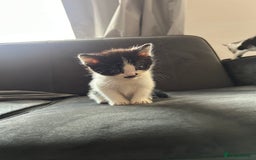 Domestic Shorthair cats for sale: 5 fluffy kittens  - Image 9