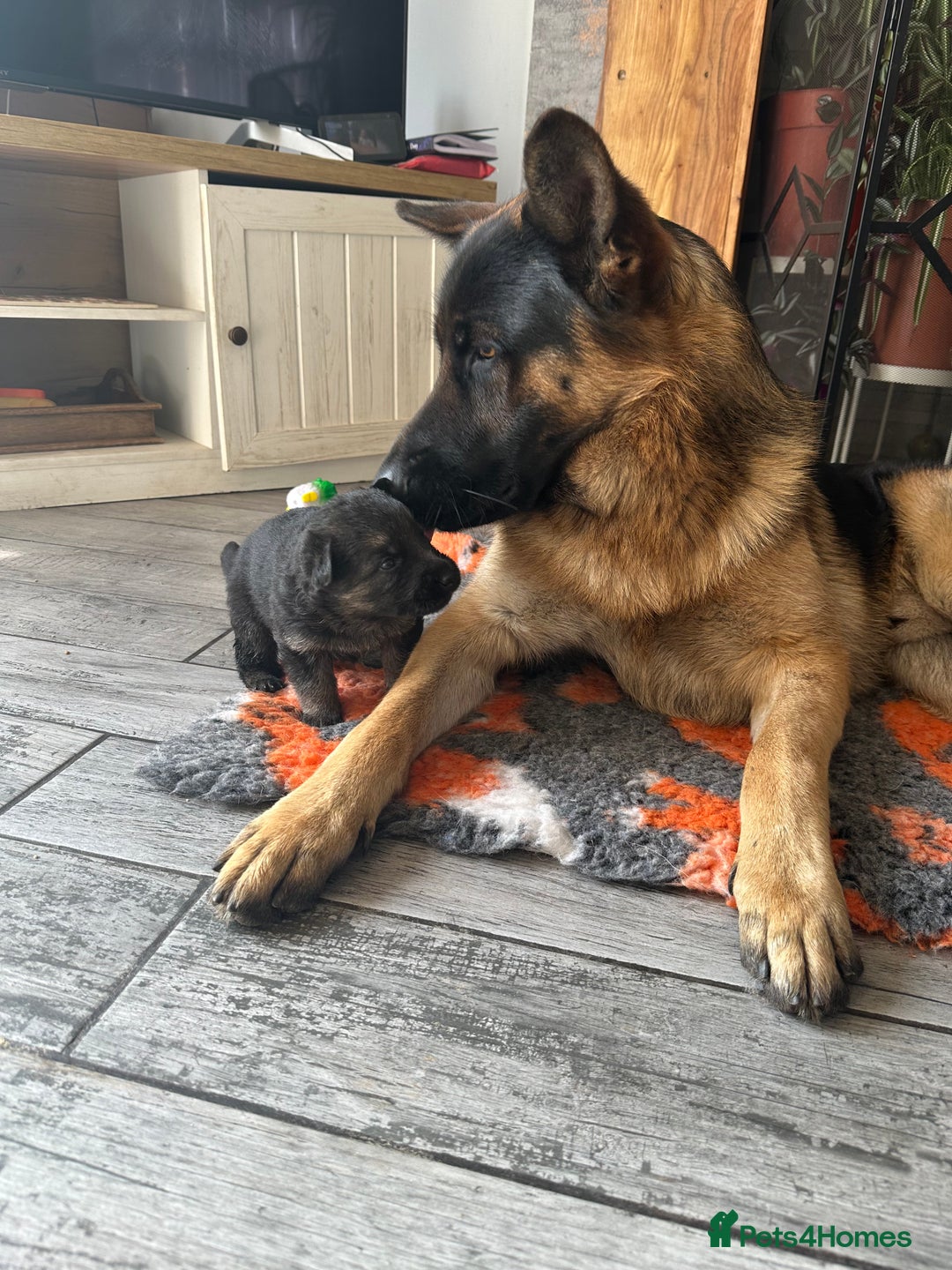 German Shepherd dogs for sale: 6 Beautiful, Healthy German Shepherd puppies in Mansfield - Image 16