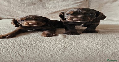 Cocker Spaniel dogs - Advert 11