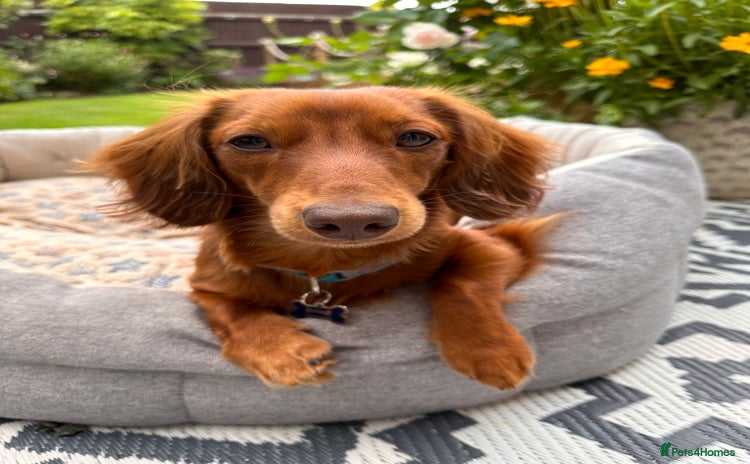 Dachshund dogs - Advert 9