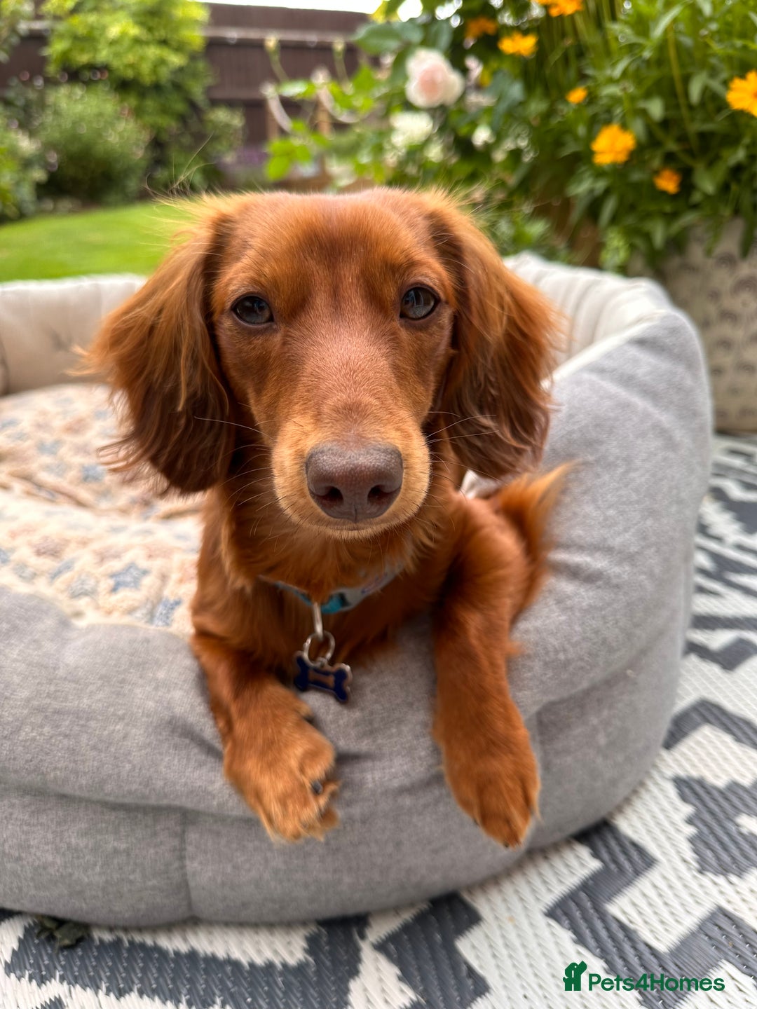 Dachshund dogs for stud: Miniature Red Long Haired Dachshund For Stud  - Image 1