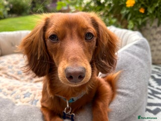 Dachshund dogs - Advert 23