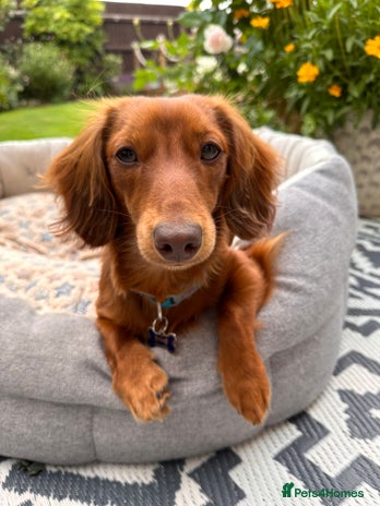 Dachshund dogs - Advert 1