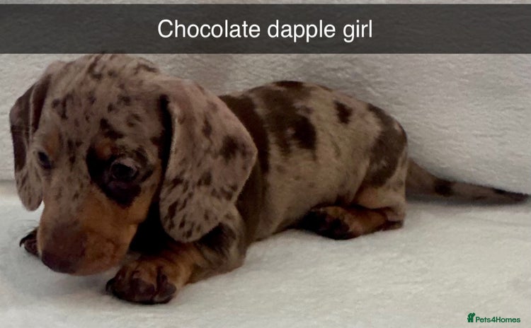 Miniature Dachshund dogs in Newport - Advert 16