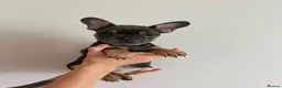 French Bulldog dogs for sale: French bulldogs  - Advert 18