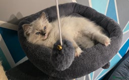 Ragdoll cats for sale: 5 Adorable Ragdoll Kittens - Ready now ✨️ in Billericay - Image 5