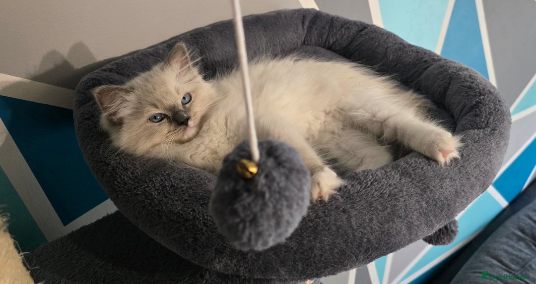 Ragdoll cats for sale: 5 Adorable Ragdoll Kittens - Ready now ✨️ in Billericay - Image 5