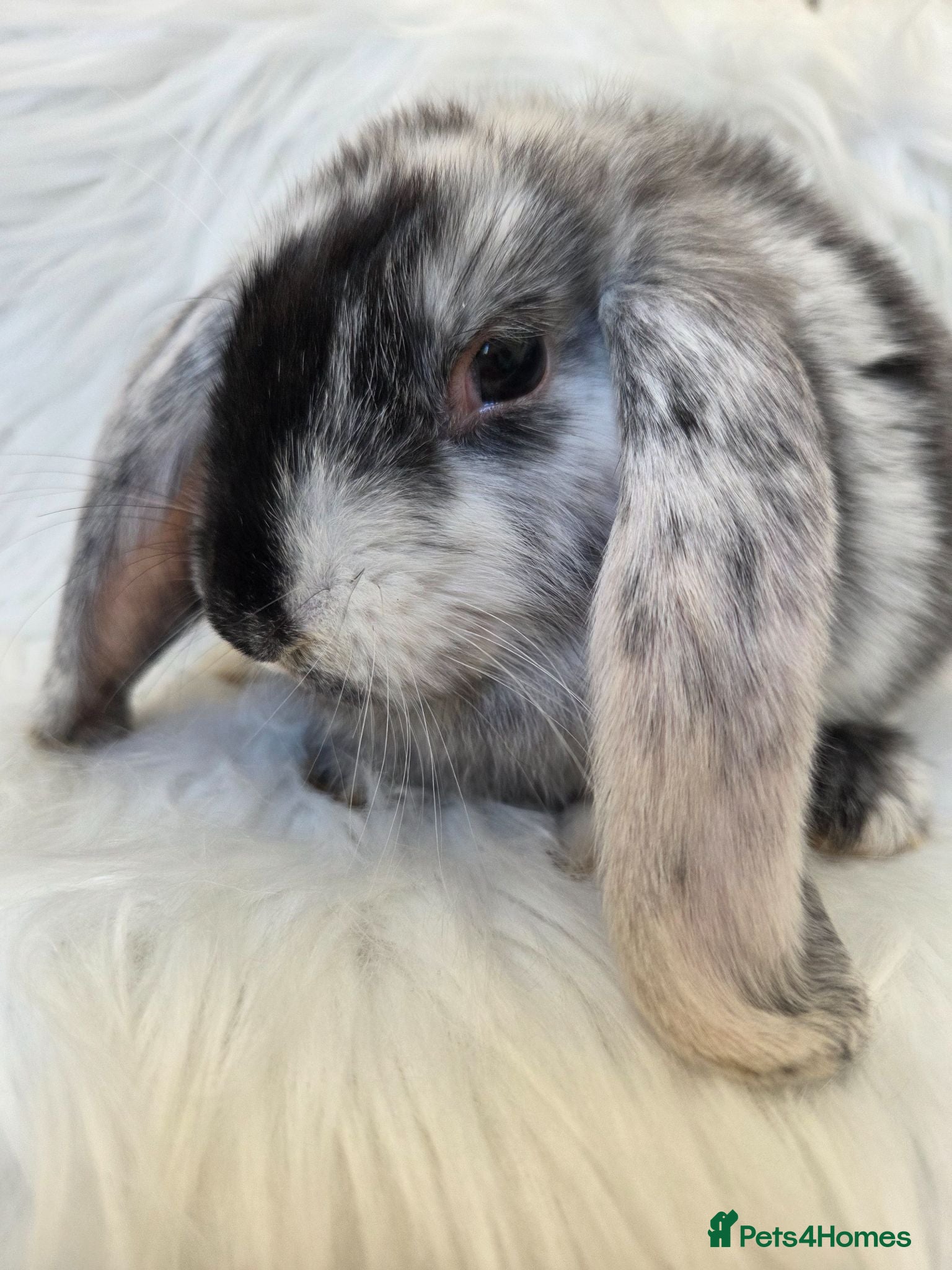 Mini Lop rabbits Beautiful mini lops boys and girls avalible . - Advert 2
