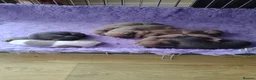 Italian Greyhound dogs for sale: 3/4 Italian Greyhound & 1/4 Whippet Puppies - Advert 5