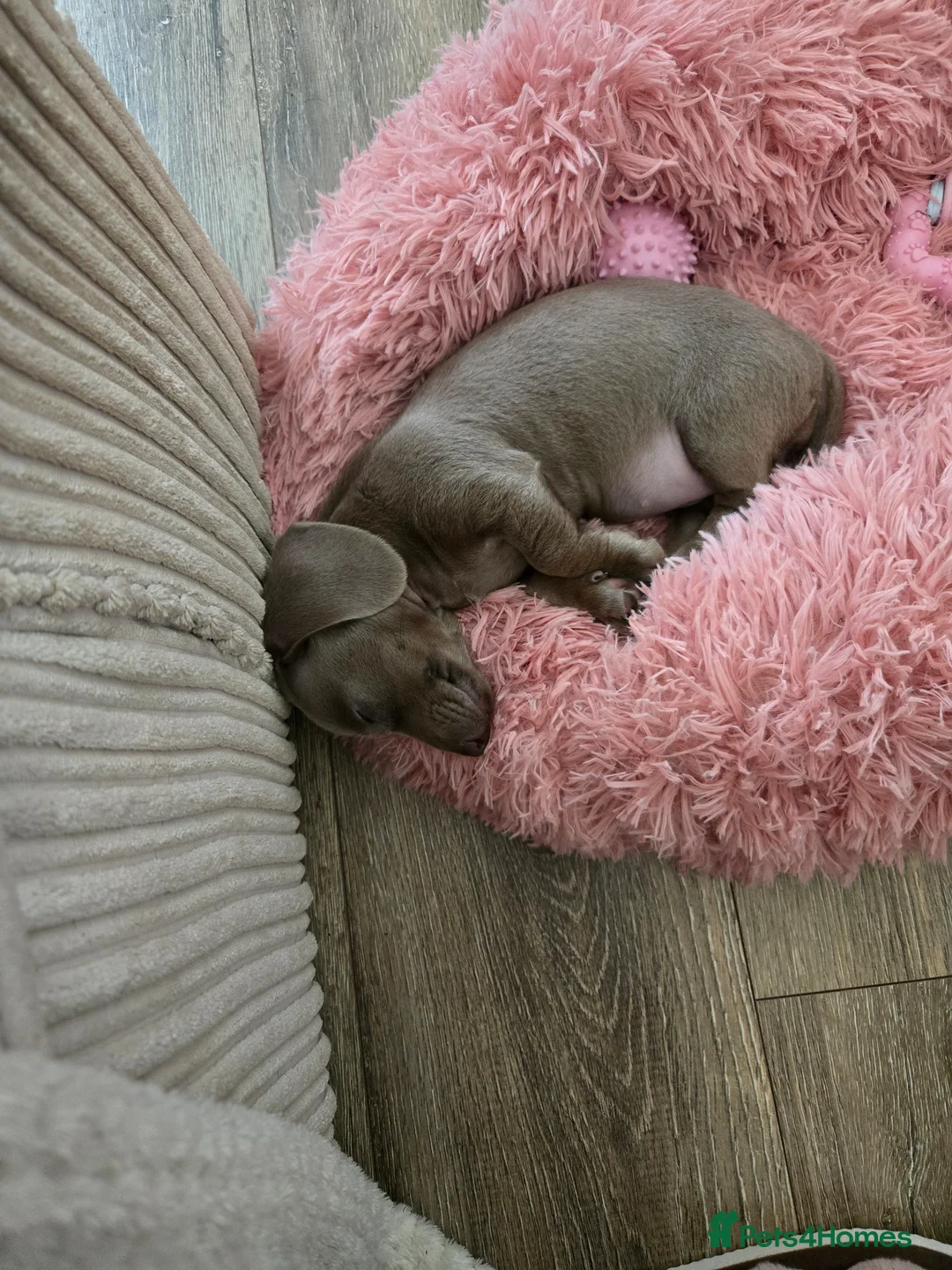 Miniature Dachshund dogs for sale: 9 week old Miniature Dachshund (isabella) - Advert 2