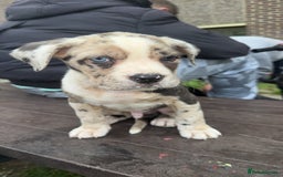 Cane Corso dogs for sale: cane corso pup harley quinn bo4bloodline mother  - Image 2
