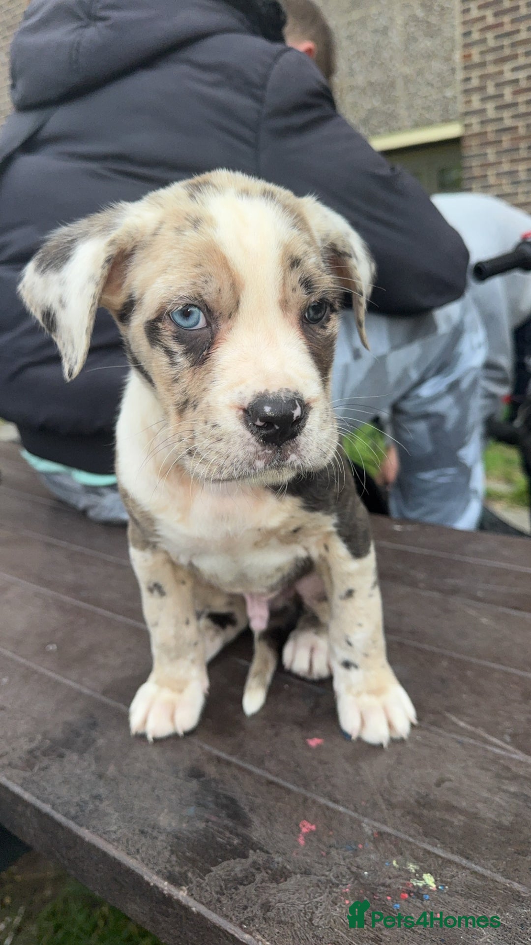 Cane Corso dogs for sale: cane corso pup harley quinn bo4bloodline mother  - Image 2
