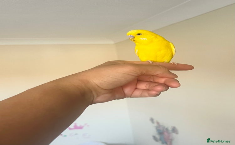 Budgerigars birds Lutino budgies male - Advert 6