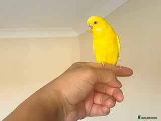 Budgerigars birds Lutino budgies male - Advert 17