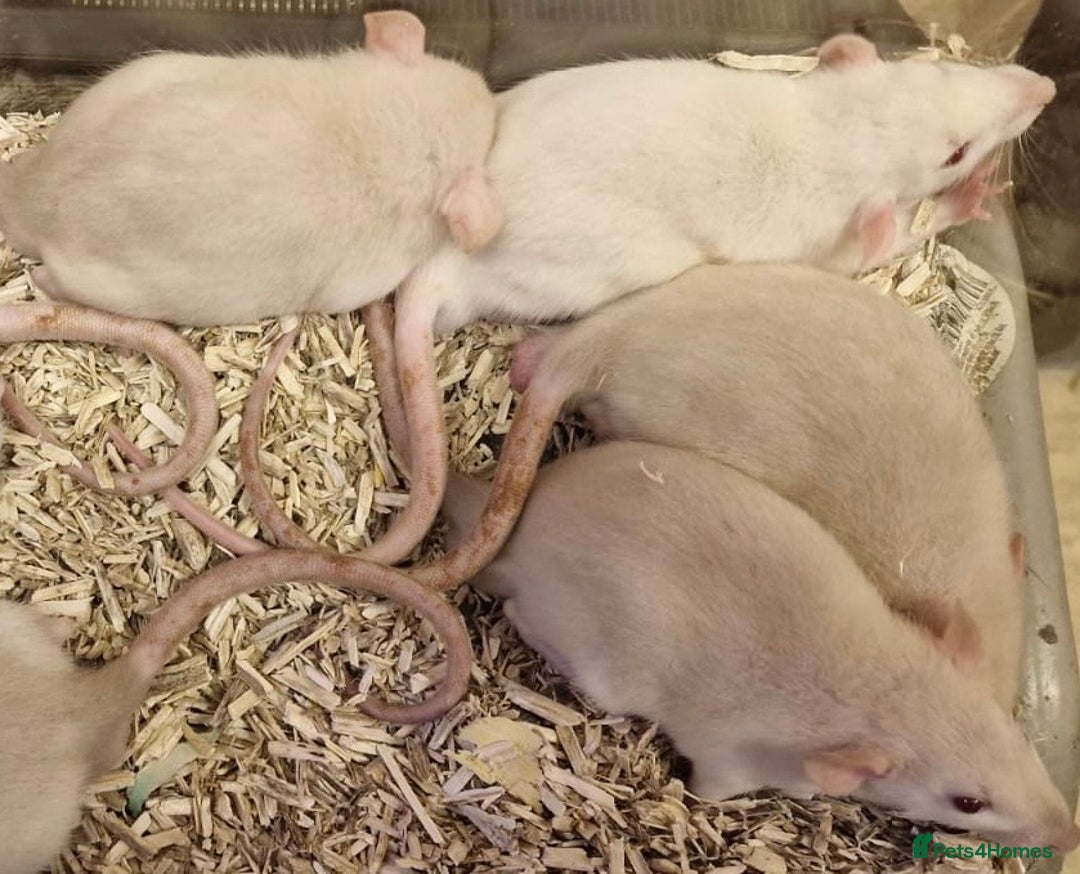 Rat rodents for sale: Very friendly baby rats, including dumbo Siamese  - Image 13