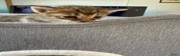 Bengal cats for sale: 🐾 Beautiful Bengal x Maine Coon Kittens 🐾 - Advert 17