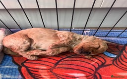 Cockapoo dogs for sale: F1B Cockapoo Puppies - Image 25