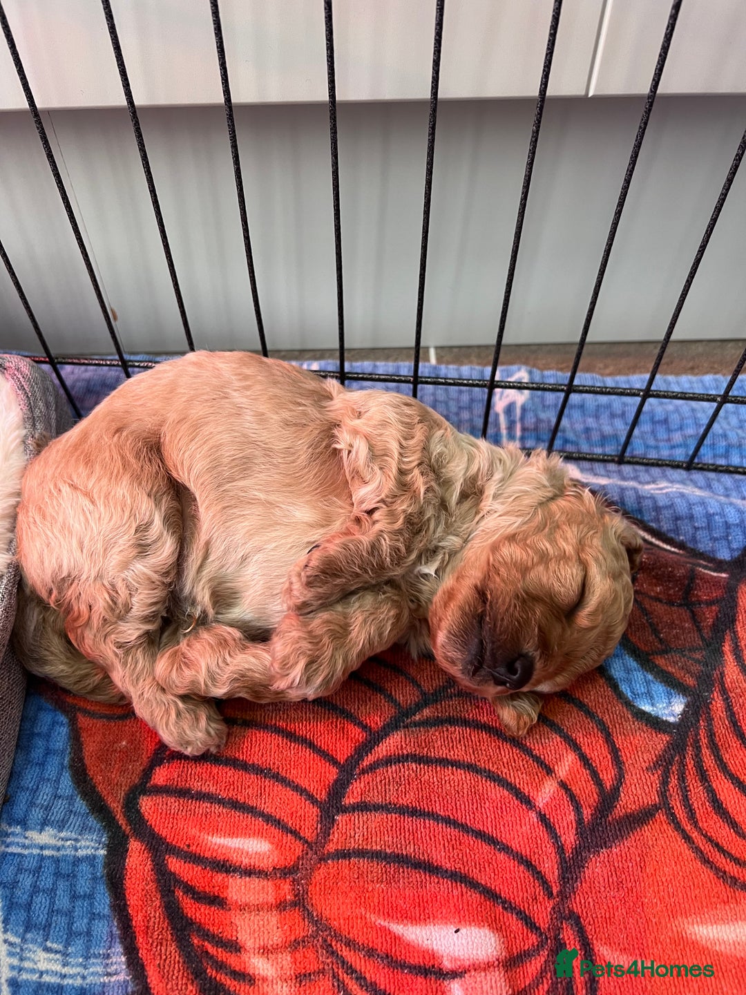 Cockapoo dogs for sale: F1B Cockapoo Puppies - Image 25