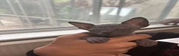 Sphynx cats for sale: Sphynx kittens  - Advert 9