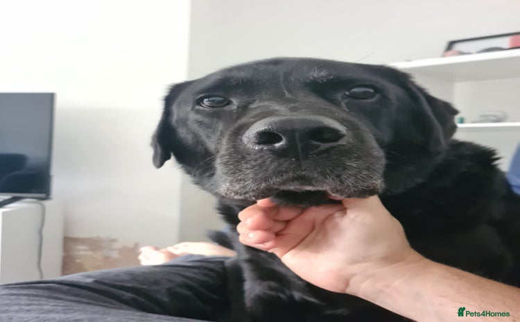 Labrador Retriever dogs - Advert 13