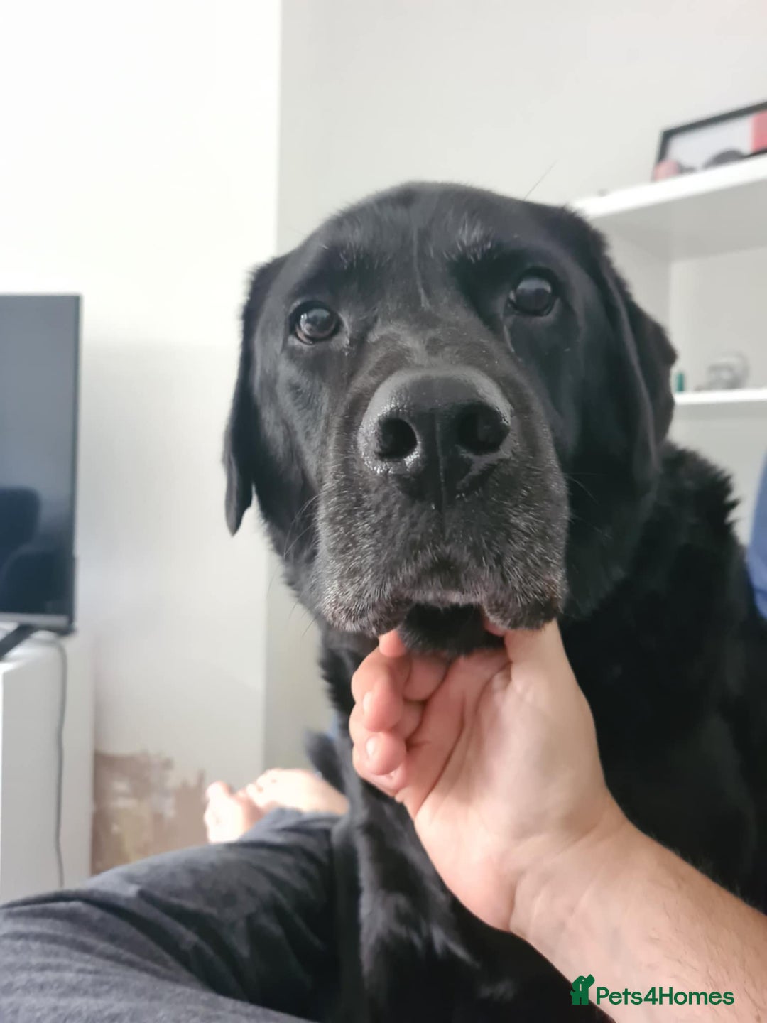 Labrador Retriever dogs for sale: 7 Year Old Black Male Labrador  - Image 1