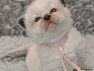 Ragdoll cats 8 beautiful ragdolls ready 22nd December 🎁 - Advert 18