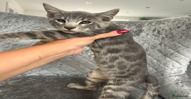 Bengal cats - Advert 6