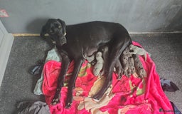 Great Dane dogs for sale: Beautiful females Great dane - Image 4