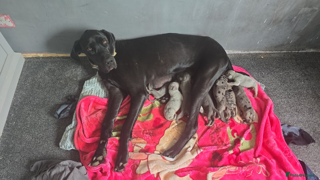 Great Dane dogs for sale: Beautiful females Great dane - Image 4