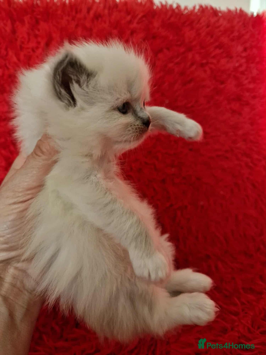 Ragdoll cats for sale: Stunning TICA Ragdoll Kittens - Mink, Sepia,  - Advert 15