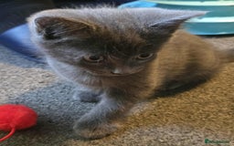 Domestic Shorthair cats for sale: Male kittens - Image 2