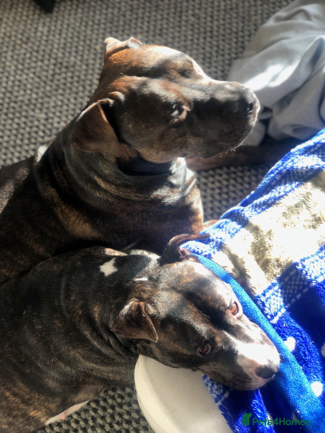 Mixed Breed dogs for sale: American bulldog staffy 🏡 - Image 8