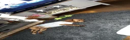 Bocker dogs for sale: Ginger the bocker - Advert 5