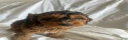 Cockapoo dogs for sale: Ready to leave Cockerpoo Puppies F1 - Advert 5